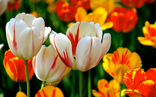 932356 (a): :2560x1600